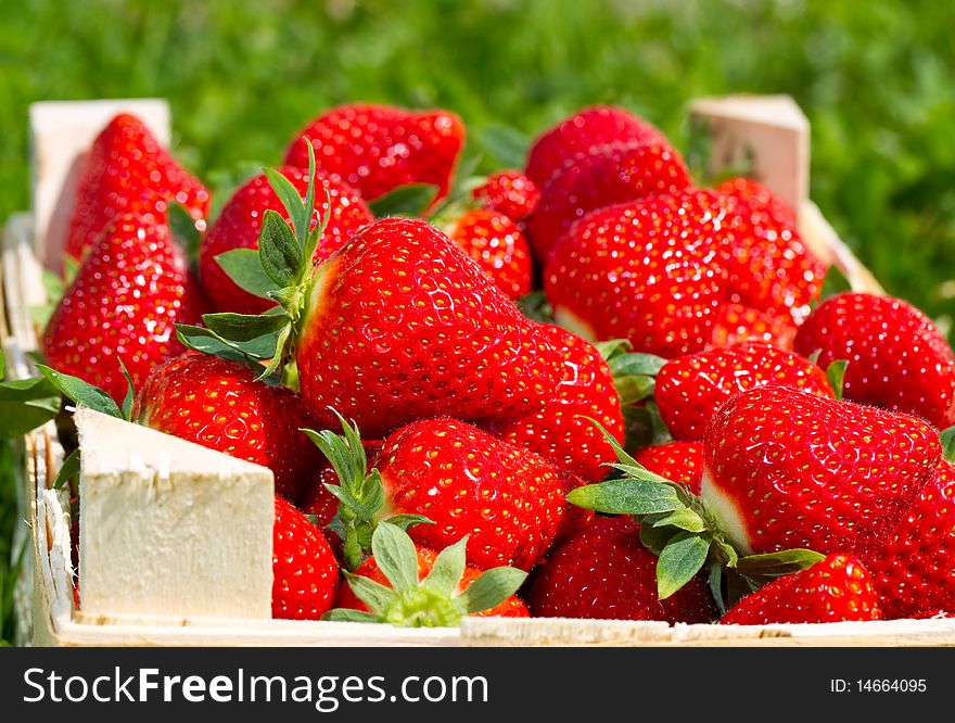 Many red Strawberries in a basket. Many red Strawberries in a basket