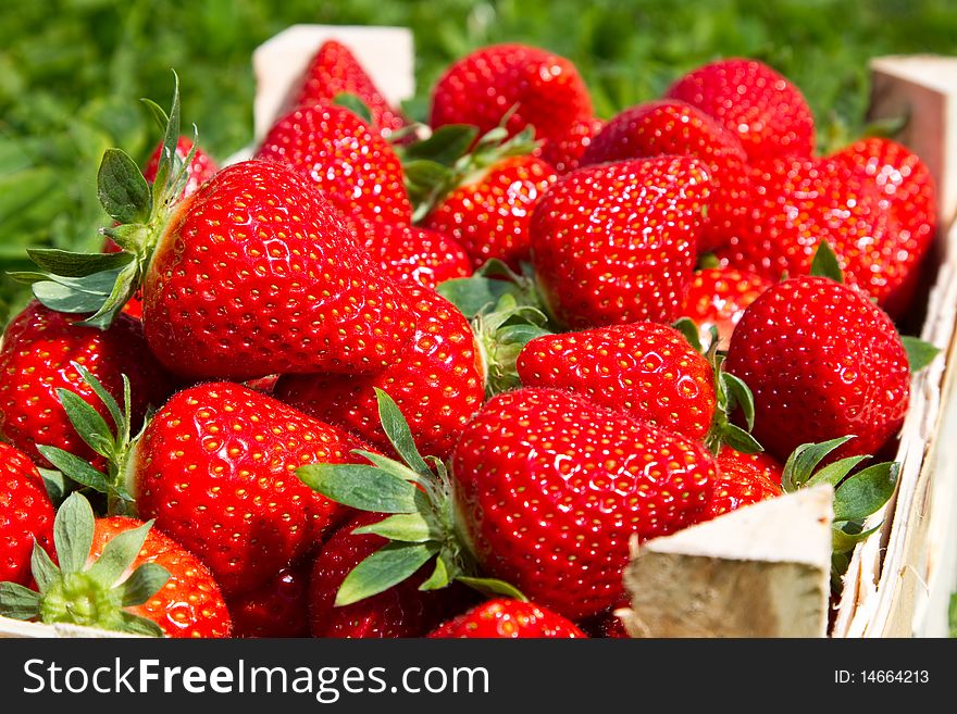 Many red Strawberries in a basket