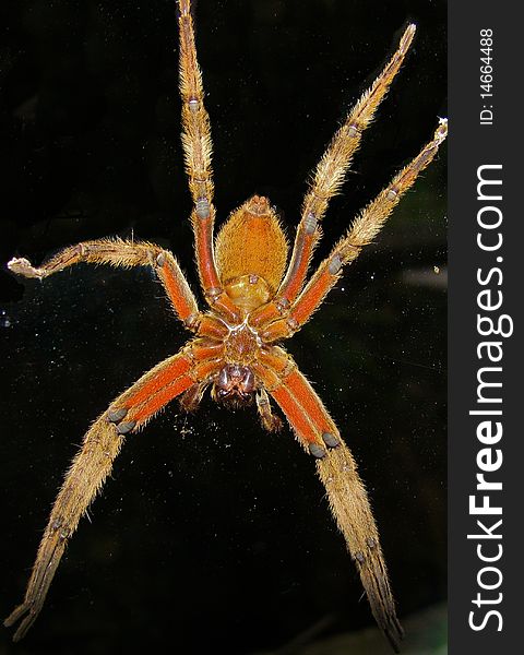 The bottom of a big orange tarantula