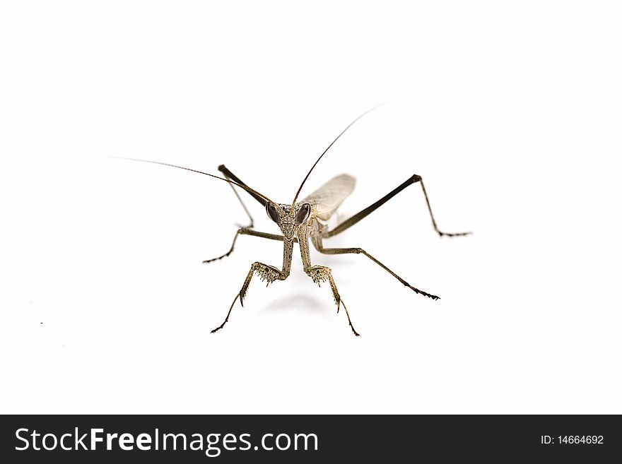 A praying mantis isolated on a white background. A praying mantis isolated on a white background.