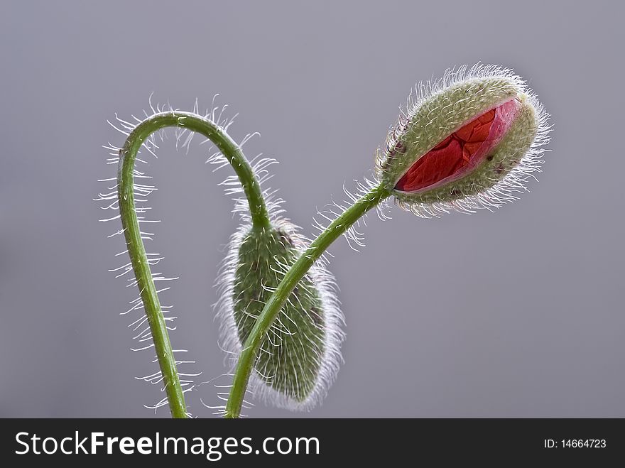 Two buds of poppies on a grey background. Two buds of poppies on a grey background.