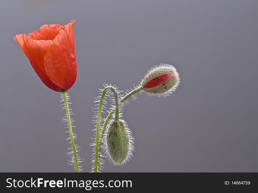Different stages of the flourish of a poppy.