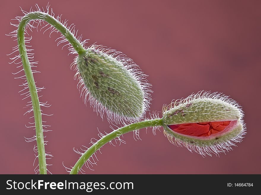Two blossoming poppy buds on a maroon background. Two blossoming poppy buds on a maroon background.