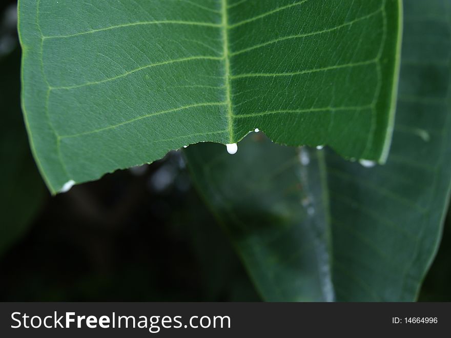 Leaves of the white juice