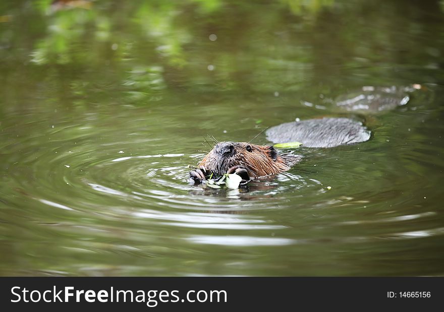 Beaver floating in the water and nibbling on a leaf, focus on eyes. Beaver floating in the water and nibbling on a leaf, focus on eyes