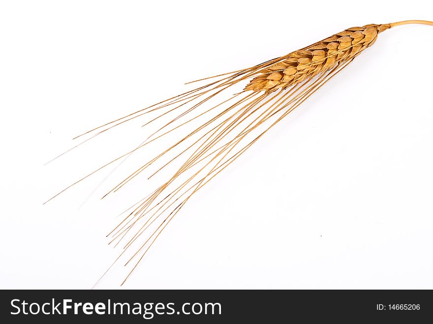 Wheat ear isolated on white