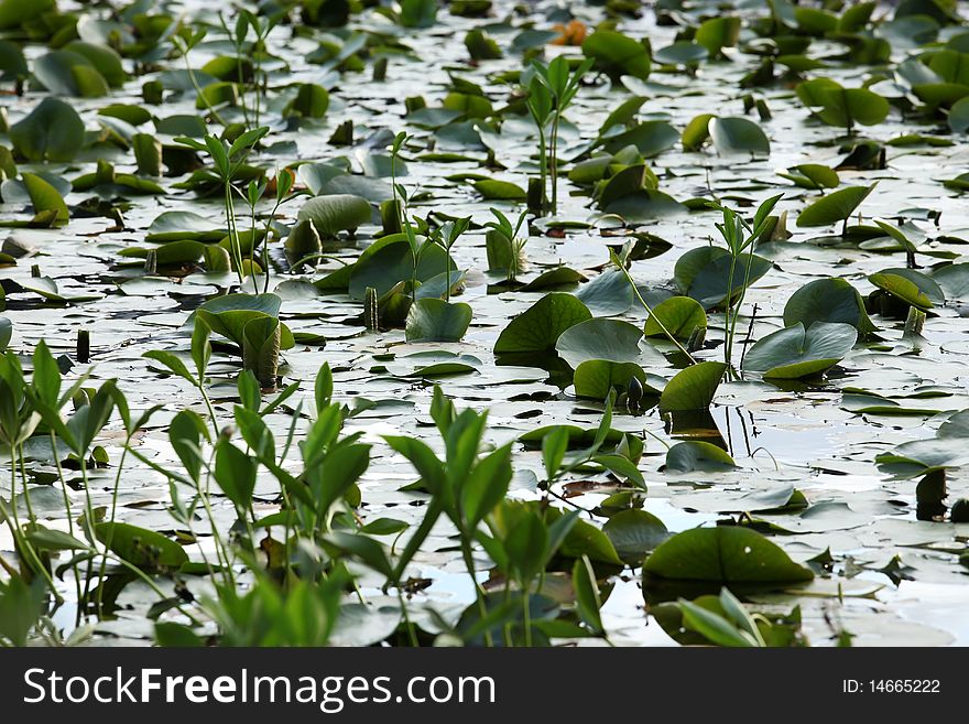 Water Lily pads floating in a pond. Water Lily pads floating in a pond