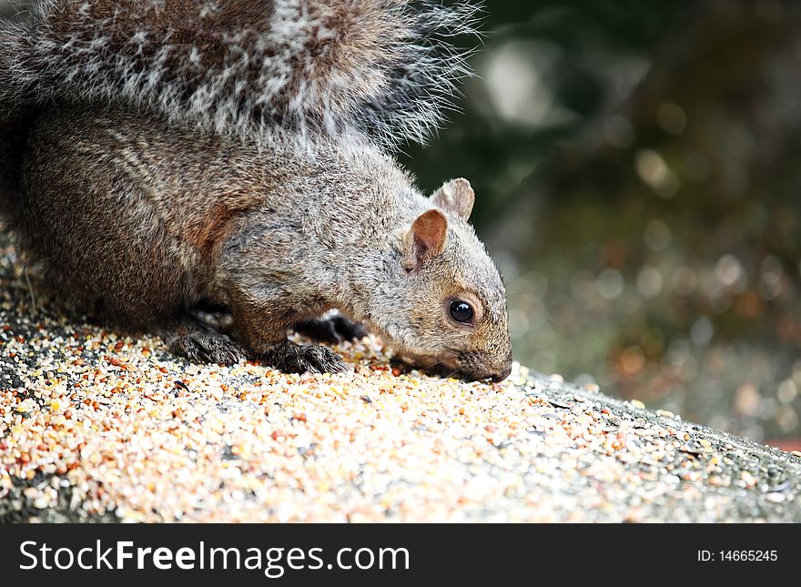 Closeup of a Squirrel eating seeds