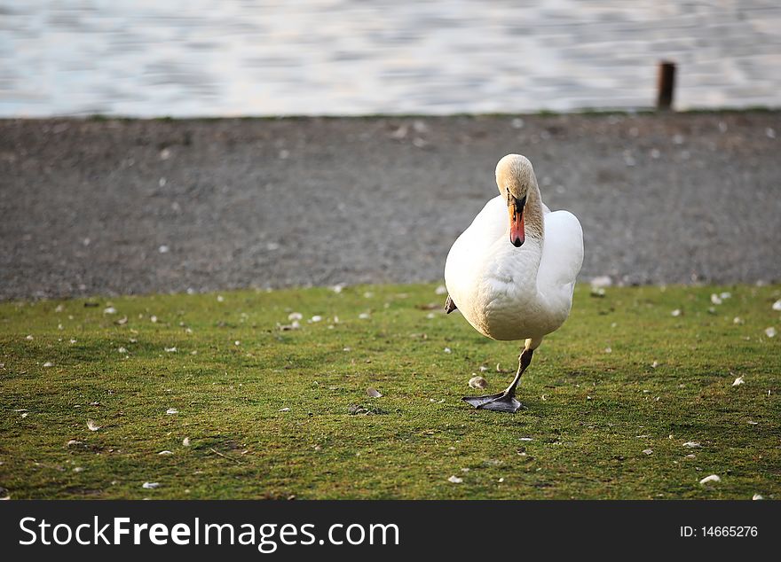 White Swan standing on one foot in the grass. White Swan standing on one foot in the grass