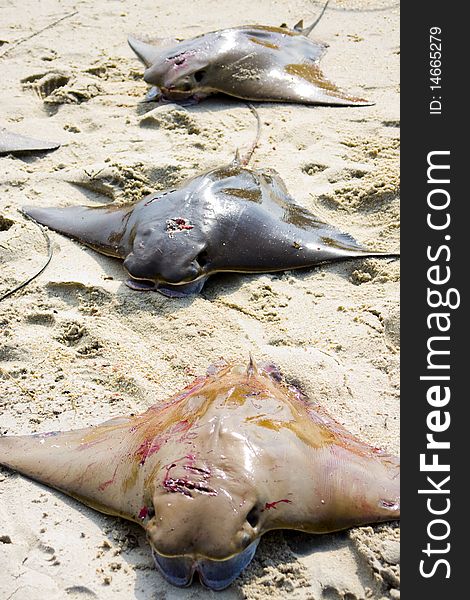 A row of dead cownose rays lying on the beach. A row of dead cownose rays lying on the beach.