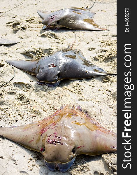 Three dead stingray