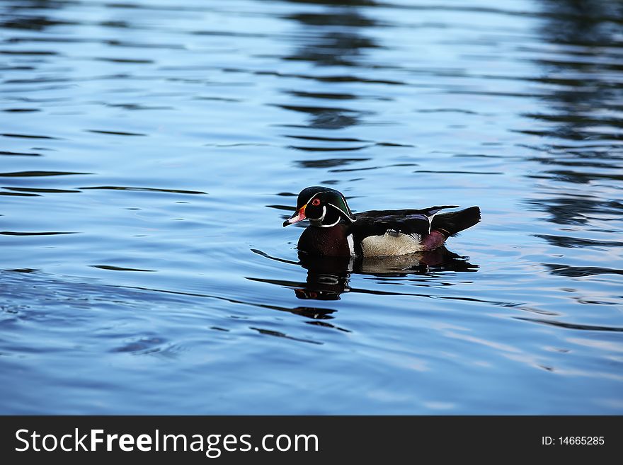 Colorful male Wood Duck swimming in the water