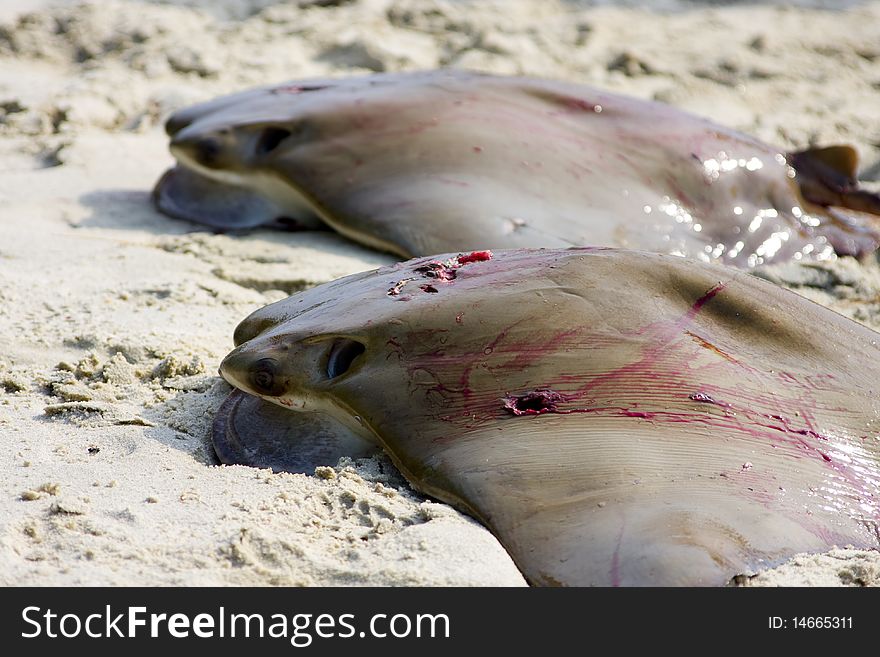 A pair of dead stingray lying in the sand.