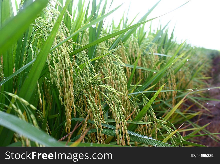 An overall view of paddy field