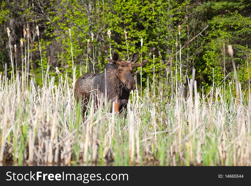 A close up of a young male Moose.