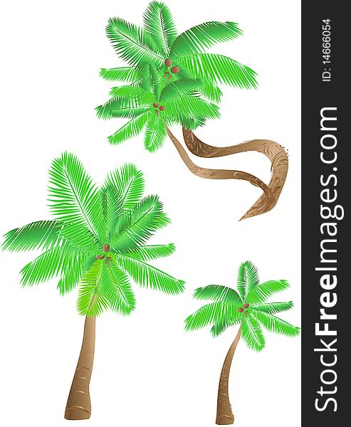Set of tropical palms