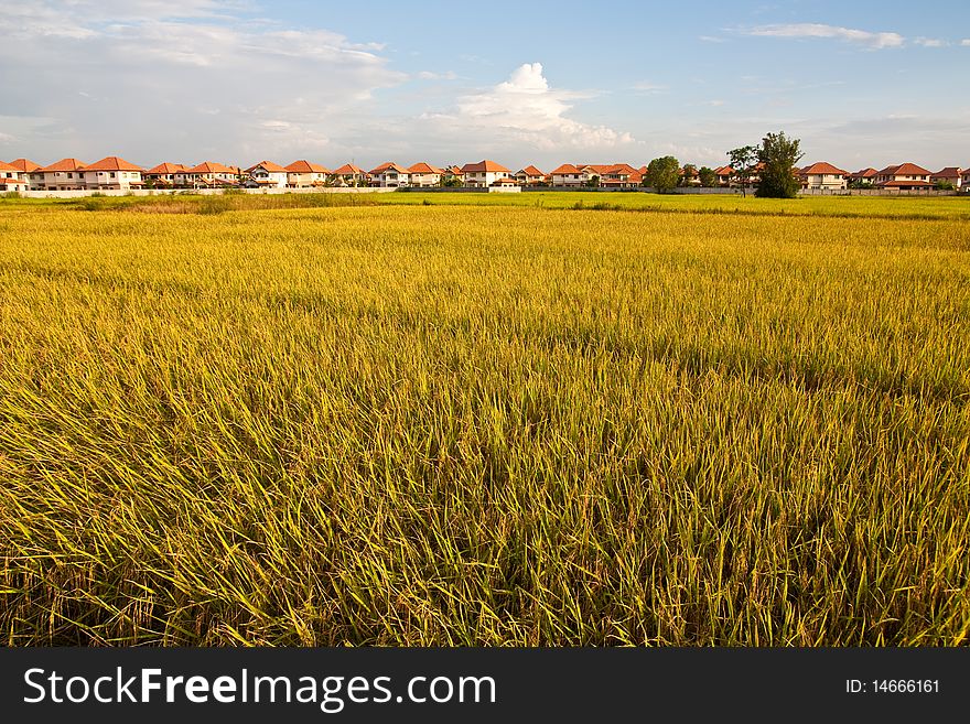 Rice Paddy in Chiang Mai Northern Thailand