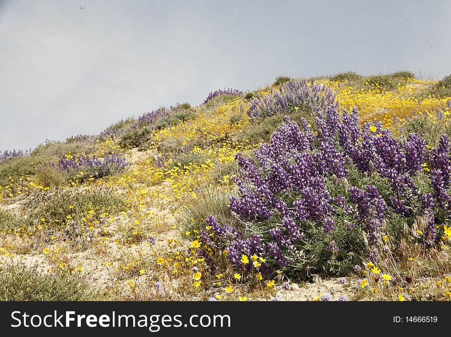 California wildflowers blooming in springtime in the Gorman Pass. California wildflowers blooming in springtime in the Gorman Pass