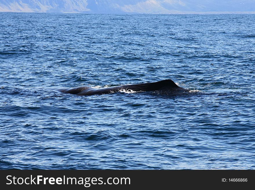 Spermwhale and norwegian coastline