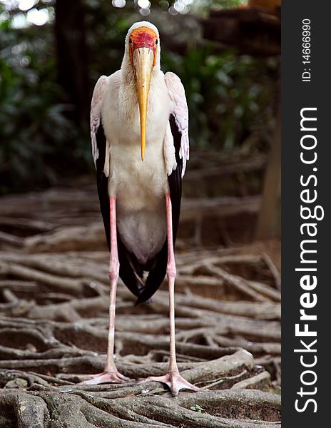 Yellow billed stork in the Kuala Lumpur Bird Park