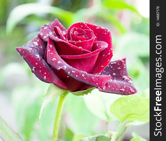 Red Rose With Dewdrops