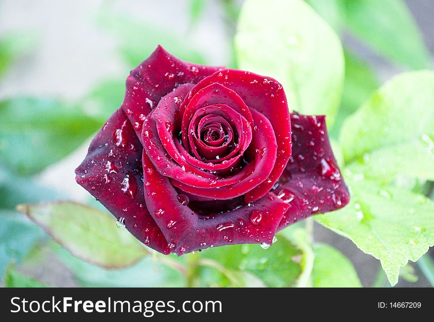 Red rose with dewdrops on a bed