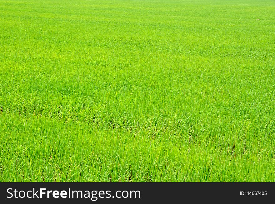 Green rice field in the morning. . Green rice field in the morning.