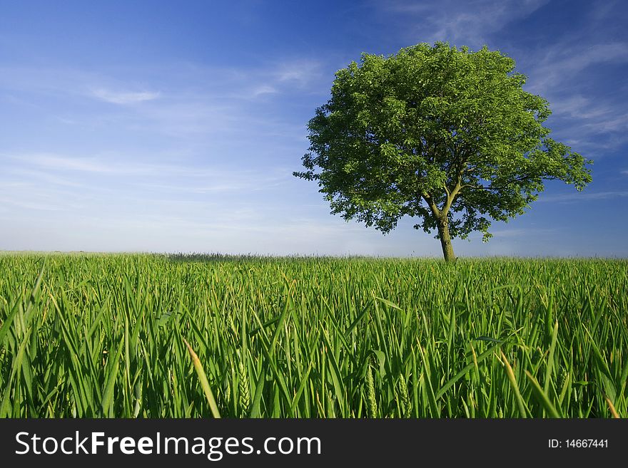 Lonely tree in a field on blue sky