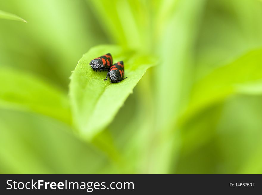 Blood cicadas couples - Cercopidae - sitting on a leaf