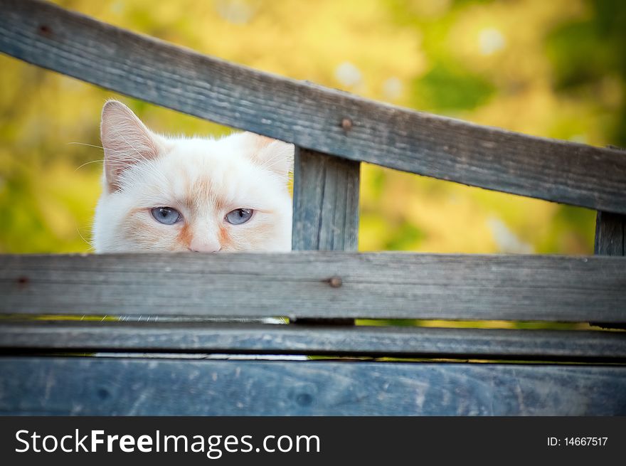 Mischievous white birman cat with mysterious blue eyes looking through a gap a fence