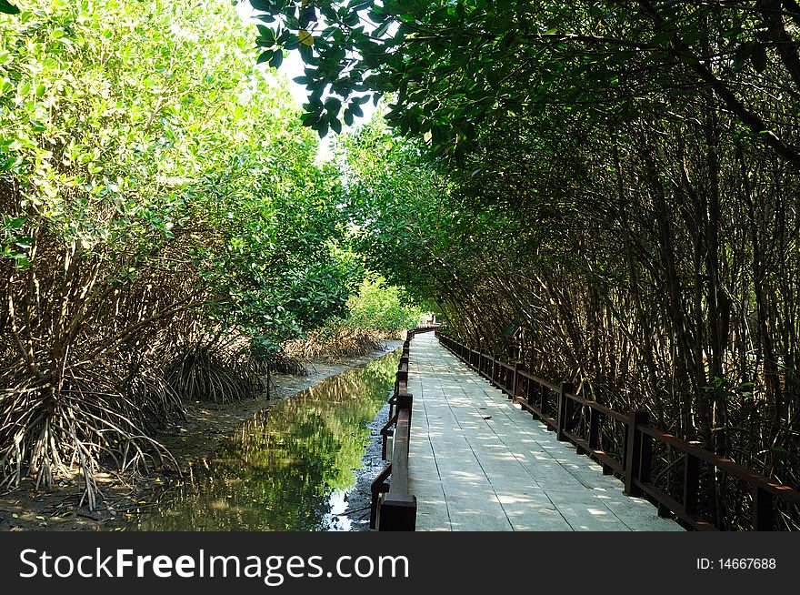 The mangrove forest in Thailand. The mangrove forest in Thailand.