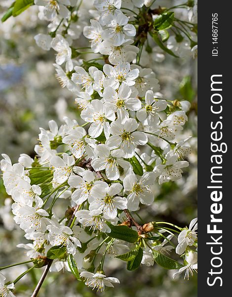 Cluster of white flowers of cherry on a background green leaves. Cluster of white flowers of cherry on a background green leaves