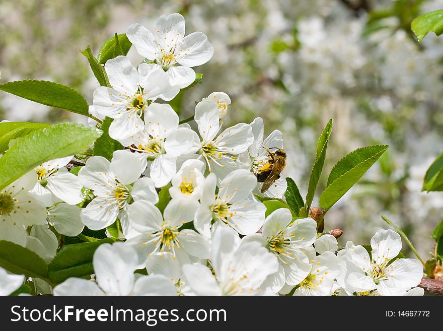 Bee on the flowers of cherry collects nectar