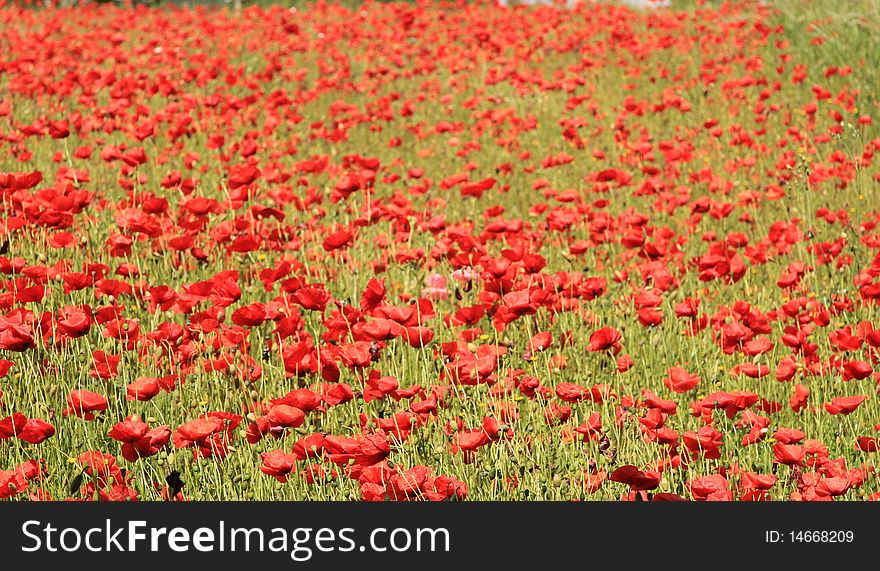 Field of blooming poppies in Italy. Field of blooming poppies in Italy