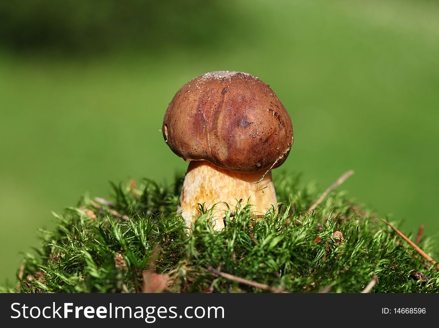 Brown Mushrooms in the moss