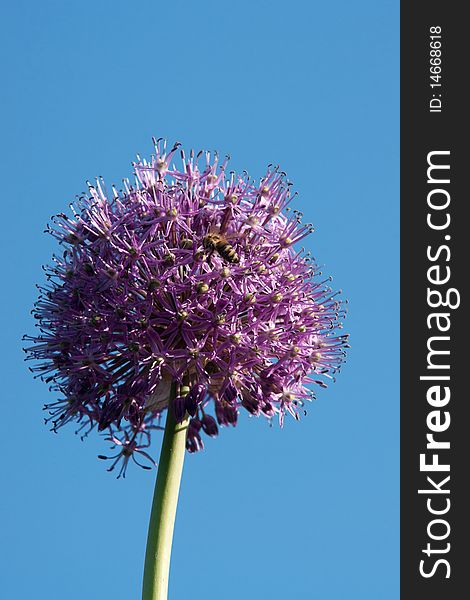 Onion flower with bee against blue sky