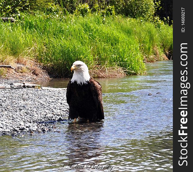 Bald Eagle on the bank of an Alaskan river. Bald Eagle on the bank of an Alaskan river