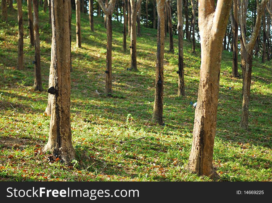 Rubber tree farm on mountain daytime