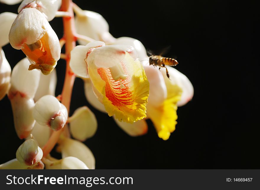 Close up picture of a shell giner flower and a flying bee. Close up picture of a shell giner flower and a flying bee.