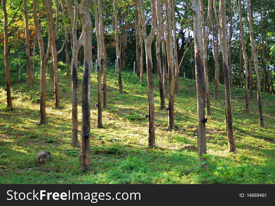 Rubber tree farm on mountain daytime. Rubber tree farm on mountain daytime