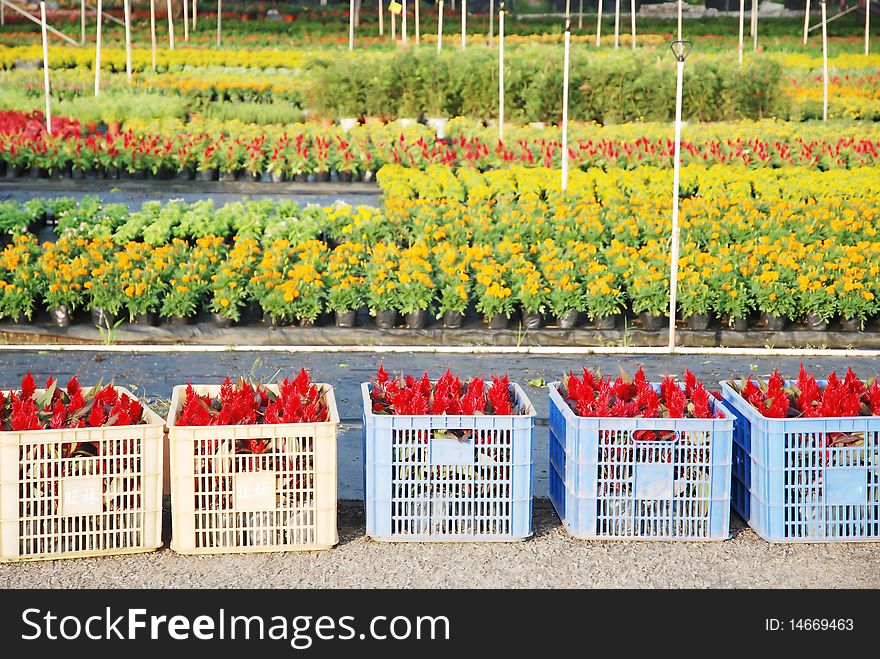 Nursery garden and plastic baskets with flowers in a floral market.