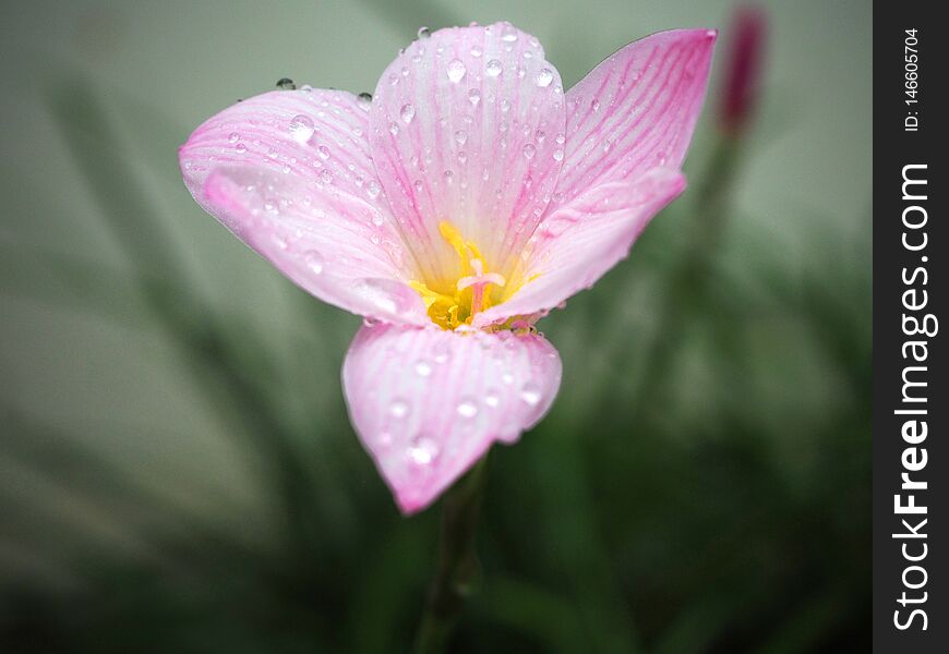 Pink Flowers, Background