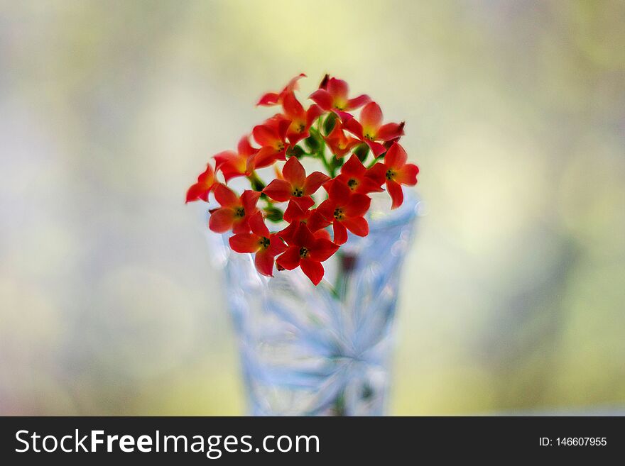 Red flowers in a vase on bokeh background with sunlight pattern. Postcard concept
