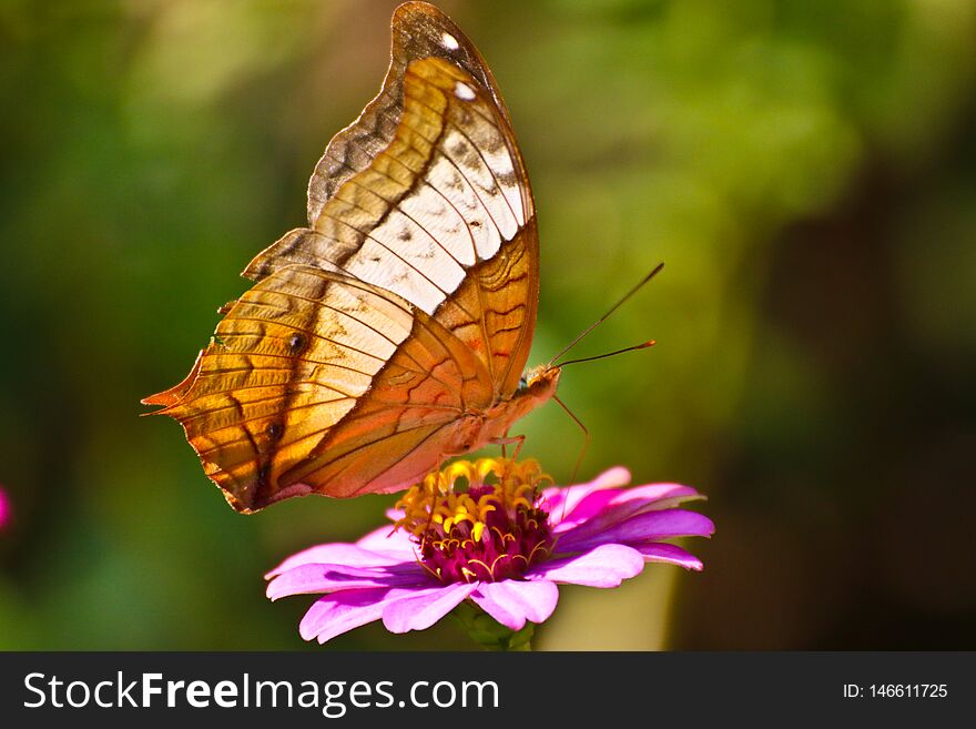 Butterfly on purple flower in garden morning time, park, nature, flying, colorful