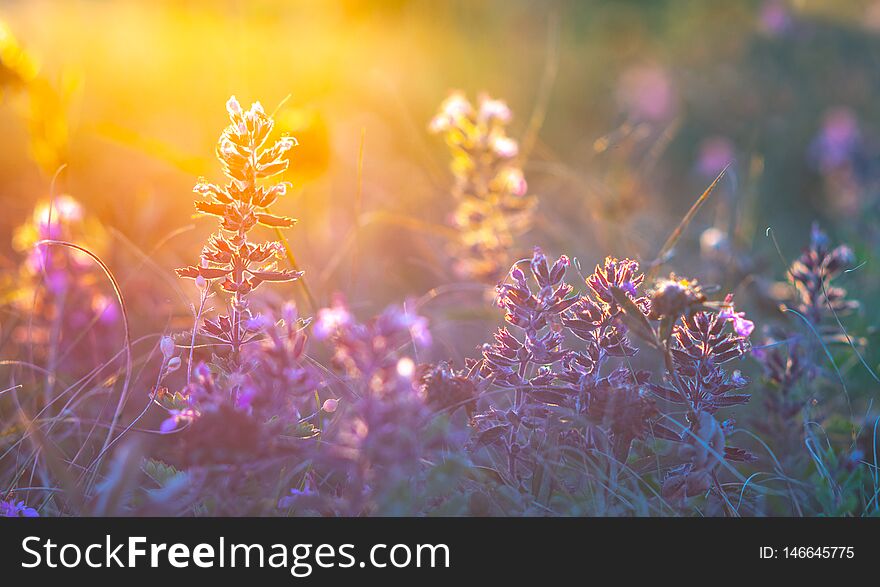 Floral spring summer natural landscape with wild lilac flowers on meadow . Artistic image. Soft focus, author processing, macro photo. Floral spring summer natural landscape with wild lilac flowers on meadow . Artistic image. Soft focus, author processing, macro photo