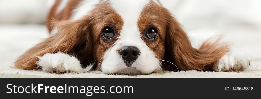 Sad pure-bred dog, puppy Cavalier King Charles Spaniel, lie, close up muzzle