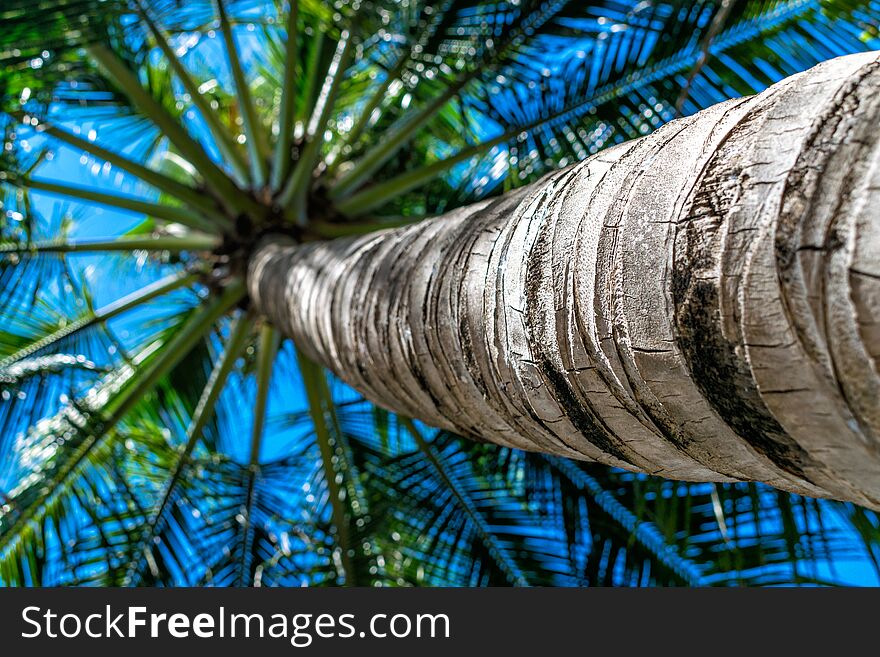 Trunk of palm with green leaves with bottom view