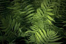 Fern In The Sunny Forest. Beautiful Fern Leaves And Bushes In The Park. Forest Plants. Royalty Free Stock Images