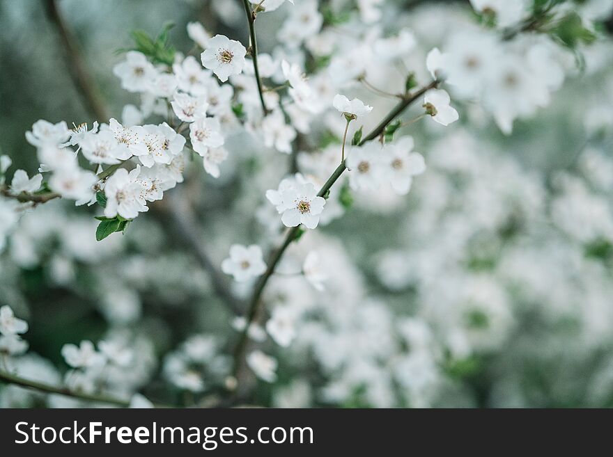 Apple Blossom Background. Spring Season Flowers Pattern