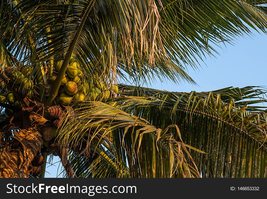 The background of Coconut tree with summer beach